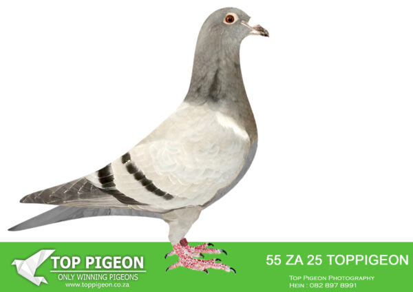 LOT 12 SASSY WEDNESDAY – ZA 25 TOPPIGEON 55 – SIRE: 203022 FR 19 “GREG 22” Bloodlines from Kaasboer and P.Veenstra – SAMDPR 2019/2020 . Bred 3rd ACE Dinokeng 2022 . Bred 8th ACE CTIOL 2023. Bred 2nd Club Sale Bloemfontein. Bred 19th Final CTIOL 2023.——DAM:1541 ZA CRU 21. DU PREEZ AND DEETLEFS. SIRE IS HALF BROTHER TO DAM (SOLD FOR R338 000.00 ON TOPPIGEON) “TURBO KITTEL” 8 X SANPO MEDAL WINNER.SEE PEDIGREE!!!