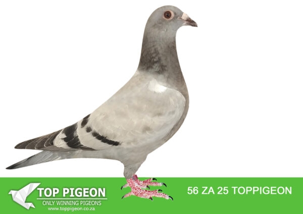 LOT 21 SASSY WEDNESDAY – ZA 25 TOPPIGEON 56 – SIRE: 203022 FR 19 “GREG 22” Bloodlines from Kaasboer and P.Veenstra – SAMDPR 2019/2020 . Bred 3rd ACE Dinokeng 2022 . Bred 8th ACE CTIOL 2023. Bred 2nd Club Sale Bloemfontein. Bred 19th Final CTIOL 2023.——DAM:1541 ZA CRU 21. DU PREEZ AND DEETLEFS. SIRE IS HALF BROTHER TO DAM (SOLD FOR R338 000.00 ON TOPPIGEON) “TURBO KITTEL” 8 X SANPO MEDAL WINNER.SEE PEDIGREE!!!