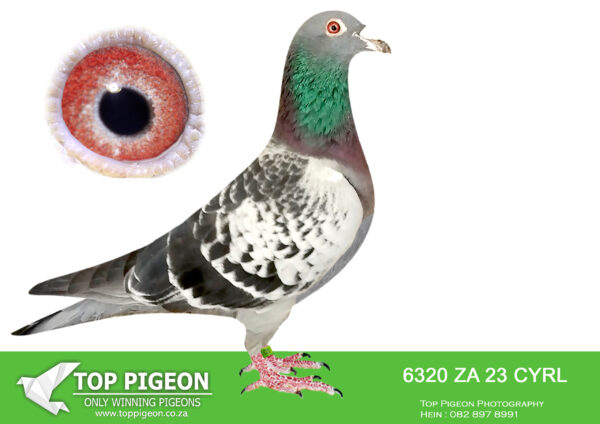 .LOT 9 SASSY WEDNESDAY –  ZA 23 CYRL 6320 -–SIRE: ZA 19 OOA 580. SUPER HANDLER.HIGHLY RECOMMENDED HIS DIRECT G/PARENTS AND GREAT GRAND PARENTS HAS WON 3 DIFFERENT ONE LOFT FINALS AND ALSO LED TO THE BREEDING OF MIX 1ST SAMDPR FINAL 2018. BRED FROM 1ST CARNIVAL & 1ST DINOKENG GRANDSON TO OSWALLY .—-DAM: ZA 21 GJT 1271 . KAASBOER SABLON . HER SIRE WERE SOLD TO SAMUEL LOFTS FOR R20 000. THIS IS A DIRECT GRAND DAUGHTER TO “KIRAN”. SEE PEDIGREE!!!