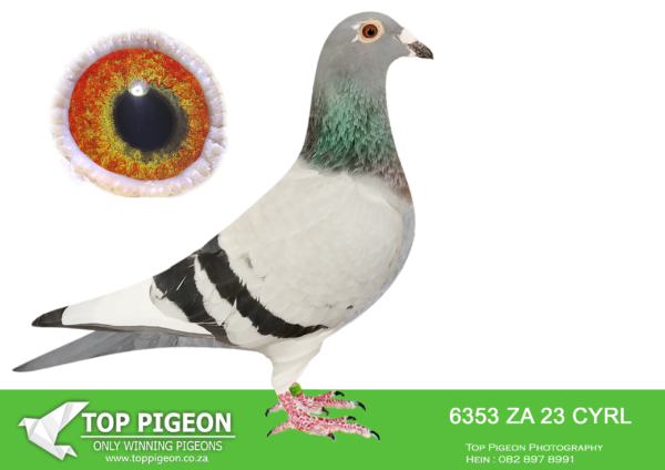 LOT 27 SASSY WEDNESDAY – ZA 23 CYRL 6353 “PORRA”- SIRE:088974357. SG STEFFL. BEST SON OF GOMEZ.———-DAM:067238330 DV 18 QUEEN OF SOHO CLAESSEN/BOSUA/SIEBERT.SEE PEDIGREE!!!