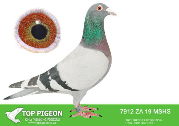 .LOT 2 WINDY AUGUST AUCTION – ZA 19 MSHS 7912 -SIRE: ZA 15 PSWU 00398. THIS IS A DIRECT SON TO FAMOUS “BIELIE”.————DAM:3835 ZA 17 PSWU. ACES GOLD GENETICS.SEE PEDIGREE!!!