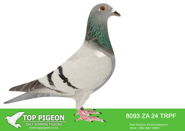 .LOT 5 WINTER AUCTION –  8093 ZA 24 TRPF -SIRE:ZA-2024-OERF-2153 Mc Dermott Lofts Dirk Van Den Bulck Blue Bred for breeding! Sire is half-brother to the dam of the RSA World Champion when crossed to a Turbo Tom cock. DAM’S FULL SISTERS SOLD FOR r R338 000 R279 000 and R242 000 on Top Pigeon.============DAM:ZA-2023-CYRL-3464 Beneke Lofts Blue Same bred as: • 3rd Ace Bird Dinokeng 2022. • 8th Ace Cape Town Int. 2023. • 5th Hotspot Ace Saipr 2023.SEE PEDIGREE!!!