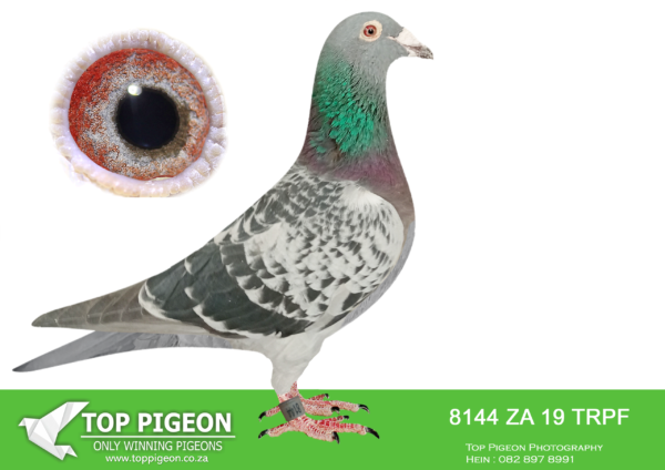 LOT 10 WINDY AUGUST AUCTION – ZA 19 TRPF 8144 -Direct daughter of the “FAMOUS SK HEN”. 2 X Winner, full sister to 2 x Winner and halfsister to no less than 16 other winners including the famous “SKAAM COCK” and “PINK LADY”————-SIRE:0707/17 . “LANGVLERK” Cock Nico Dreyer BB Great stock cock acquired on the late Nico Dreyer’s yougbird sale. Father to inners with 2 different hens. Very versatile with children winning on velocities ranging from 1000mpm to 1800mpm————-DAMSK651 13 0207. Hen Pripko Svarny BC SUPER PIGEON!! Mother to 18 individual winners mated to 7 different cocks. Children have won from 230km to 700km. Every child bred from so far has produced at least 1 winner.SEE PEDIGREE!!!!