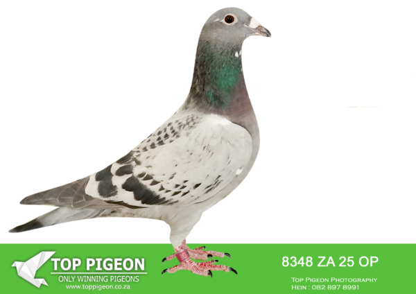 LOT 10 NORMAN PHILLIPS –ZA 25 OP 8348 -SIRE:NL 22-8483879.SIRE IS NL 13-1308132 GOLDEN BOY Gebr. Scheele COCK ALGARVE PAIR (gr) father to a.0 1st Semi-Final Race 4794 pigeons Algarve Pigeons Golden Race 2021.———DAM:NLD 22-8421187.100% W.A.de BRUIJN. SIRE AND DAM ARE PURE BRED W.A.de BRUIJN.SEE PEDIGREE!!!