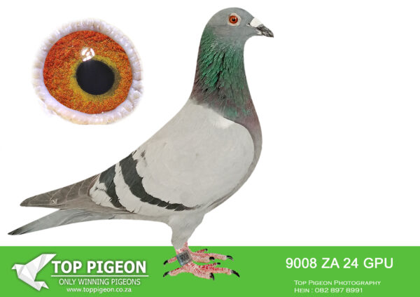 .LOT 2 DANIE SCHOLTZ / JACO FAUL – ZA 24 GPU 9008 -SIRE:2602 ZA 19 VPU/D. Alias “BORSBEEN” Strain: Jaco Faul Color: Blue Bar SUPER BREEDER CHILDREN AND G CHILDREN BREEDING WINNERS.———–DAM: 992 ZA 21 BPF. Alias “STORM CHASER” Strain: JJJ vd Linde & DJ Scholtz Color: Blue Bar 1st Winner by 4 minutes Dinokeng OLR Final 2022, only two birds on the drop!!! Full sister to JJJ’s STORM leading 1st ACE Bird Dinokeng OLR up to the final 2021, G/dam TRUE MAGIC full sister DREAM, dam of Sonskyn OLR Equal Final Winner LINDIE, two birds on the drop 37 minutes break 2019. LINDIE dam to MISS NAVIGATOR bakkie winner Dinokeng OLR 2021. G/Sire ROCKY sire of PILOT EYE 4th Ace Bird Dinokeng 8th Barcelona 2020, PILOT EYE sire of bakkie winner Dinokeng.SEE PEDIGREE!!!