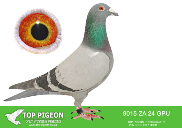 LOT 12 DANIE SCHOLTZ / JACO FAUL -9015 ZA 24 GPU -SIRE: 7950 ZA 22 HPT . Alias “BROTHER MISS NAVIGATOR” Strain: Danie Scholtz Color: Blue Check ZA HPT 7950 ’22 “BROTHER MISS NAVIGATOR” full brother to ZA BPL 934 ’21 “MISS NAVIGATOR”, Bakkie winner for JJJ vd Linde & DJ Scholtz, Dinokeng One Loft Race, 12 September 2021, flown from Hanover, Speed 1052.25 m/min. Only bird through for the day!!!———-DAM:03425 ZA 17 GPU.Alias “GEM” Color: Blue Bar Super breeder for Jaco Faul. Children also breeds winners. Sire is ZA GPU 13771 ’15 DOUBLE CARELLY, Jaco Faul nr 1 CARELLY cock. Half-sister to the sire of TATJANA, ZA CYRIL 1448 ’22 BEST OF CARELLY, super racer for Die Painters in 2024.SEE PEDIGREE!!!!