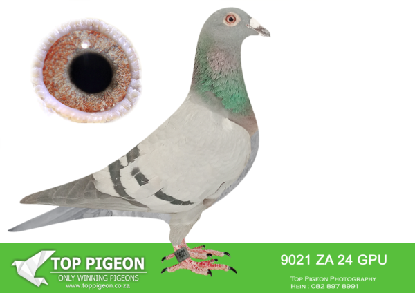 LOT 14 DANIE SCHOLTZ / JACO FAUL -9021 ZA 24 GPU -Bred from arguably one of our Best Sablon cocks, FLOYD MAYWEATHER, at the moment.————–SIRE:7927 ZA 22 HPT .Alias “FLOYD MAYWEATHER” Strain: Danie Scholtz Color: Blue Bar ZA HPT 7927 ’22 “FLOYD MAYWEATHER” full Brother to ROCKY who is father to ZA BPF/D 6986 ’19 PILOT EYE 4th ACE bird OLR Dinokeng 2020 and 8th Barzalona race, Gariep Dam, 624km, 985 m/min. ROCKY is grandfather to ZA BPF 934 ’21 MISS NAVIGATOR, Bakkie Winner at OLR Dinokeng 2021, Barzalona race, Hanover, 1052 m/min. Bred 1st season at stud equal winner Hotspot 1 CPL one day loft 2017.————DAM:90684 18 ZA.Alias “CROWNAPPLE” Strain: Alwyn Bester Color: Blue Bar If you want the best of Tom Lock, don’t look any further. Dam, CROWNAPPLE, mother to FOLLOW ME, Winner by 21 minutes OLR Final National Loft Eastern Cape 2022, 600km, 937.28 m/min, only 3 birds through on the day! Mother to ZA GPU 1443 ’21, super racer for Jaco Faul in a strong GPU. Currently 10th best young bird, GPU, 2022 season.SEE PEDIGREE!!!