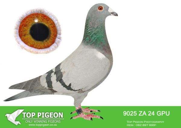 .LOT 3 DANIE SCHOLTZ / JACO FAUL – ZA 24 GPU 9025 -SIRE:7932 ZA 22 HPT .Alias “MANNY PACQIAO” Strain: Danie Scholtz Color: Blue Bar ZA HPT 7932 ’22 “MANNY PACQIAO” direct son to BOYTJIE x JBM’s GIRL. Full brother to ROCKY who bred ZA BPF/D 6986 ’19 “PILOT EYE” 4th ACE bird OLR Dinokeng 2020 and 8th Barzalona race, Gariep Dam, 624km, 985 m/min. ROCKY is grandfather to ZA BPF 934 ’21 MISS NAVIGATOR, Bakkie Winner at OLR Dinokeng 2021, Barzalona race, Hanover, 1052 m/min. ROCKY is grandfather to ZA BPF 992 STORM CHASER, Dinokeng OLR Final—————DAM: 6190 ZA 21 NKHPT.Alias “MR WORLD X SUPER R80 000” Strain: J Faul & DJ Scholtz Color: Blue Check Bred for stock from our best Tom Lock’s.SEE PEDIGREE!!!
