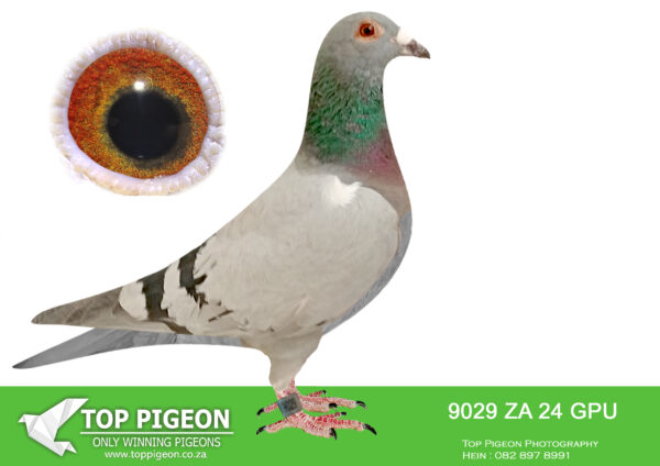 .LOT 4 DANIE SCHOLTZ / JACO FAUL – ZA 24 GPU 9029 -SIRE: 7937 ZA 22 HPT.Alias “DAYDREAM” Strain: Danie Scholtz Color: Blue Bar ZA HPT 7937 ’22 DAYDREAM son of DREAM bred from JIMMY’S BOY x HETTIE’S GOLD and ZA 10150 ’16. Full brother to VICTORIA and STORMKIND. DREAM & ZA 10150 ’16 bred VICTORIA Winner of Nineth Race Penultimate at Diaz One Loft 2021, 197km, vel. 1455 m/min. VICTORIA’S nestmate sister STORMKIND, dam to ZA SANPO 13142 ’22 JEANNIE final equal winner Dinokeng One Loft Race 2023 for Gerber & Koutsoudis. DREAM bred LINDIE BPF/D 0694 ’18.————-DAM:4797 ZA 15 NWPK/K .Alias “Super Pearl” Strain: Twilight/Turbo Tom/Houben Color: Blue Bar Half sister super hen “Golden TT”. Dam to SANPO gold medal winner and Mirage of J & M King etc. This was a super racing hen. Her very first baby won & was the best yearling. 4797/15 bred a equal winner on the drop at Hot Spot 4 race, Dinokeng in 2019 for Danie Scholtz. Four birds landed together, on the drop. Also a 13th place in Hot Spot 1 race, Dinokeng in 2019. Was 15th Ace pigeon overall at Dinoken 2019..SEE PEDIGREE!!!