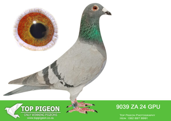 .LOT 7 DANIE SCHOLTZ/JACO FAUL – ZA 24 GPU 9039 -SIRE: ZA 19 GPU 13079 -SUPER BREEDER FOR J FAUL – DJ SCHOLTZ. 1 ST YEAR IN STOCK LOFT BRED WINNER AND ANOTHER SUPER RACER FLYING 2,2,12,12,23 IN BCRPC.————–DAM:2526 ZA 18 WRPD.Alias “BEST BIRD WRPD” Strain: Jaco Faul Best Bird WRPD. Very good breeder for J Faul & DJ Scholtz!SEE PEDIGREE!!!!
