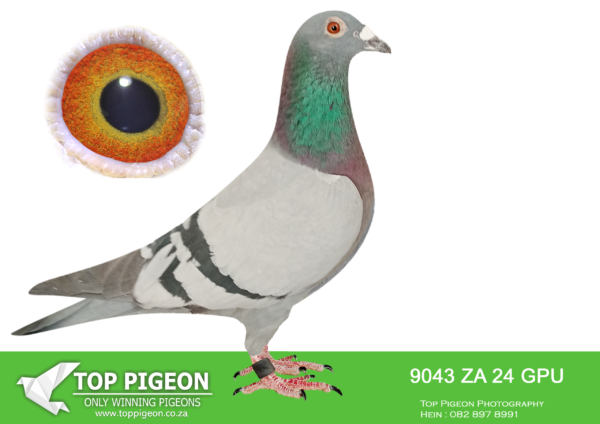 .LOT 3 DANIE SCHOLTZ / JACO FAUL -9043 ZA 24 GPU -SIRE:7964 ZA 22 HPT . Alias “CATCH-22” Strain: Danie Scholtz Color: Blue Bar ZA HPT 7964 ’22 “CATCH-22” Sire is ROCKY, bred from BOYTJIE X JBM’s GIRL. Dam is DREAM, bred from JIMMY’s BOY x HETTIE’s GOLD. All my best Sablon Genetics, captured in one single mating.————-DAM: 10160 ZA 16 .Strain: R100 000 X Witoog Hen Color: Blue Bar White Flt A very pretty little hen. Super bred pigeon from Tom Lock’s best..SEE PEDIGREE!!!