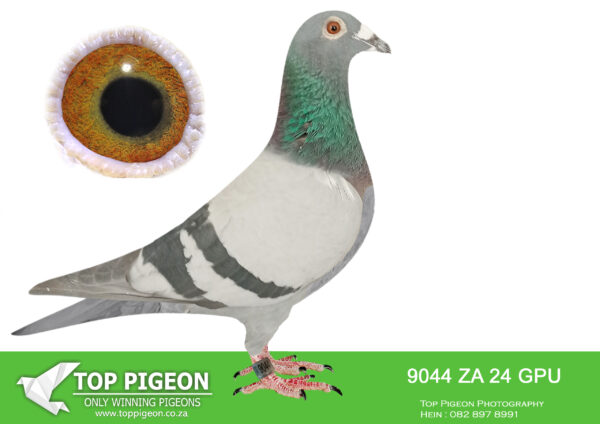 .LOT 8 DANIE SCHOLTZ/JACO FAUL – ZA 24 GPU 9044 -SIRE:2443 ZA 19 ZULU.Alias “SON SUPER 652” Strain: Tom Lock Color: Blue Check Super pigeon. The last son out of this pair. Super cock bred for stock.————DAM:6145 ZA 21 NKHPT Alias “ROCKY X HETTIES GOLD” Strain: Danie Scholtz Color: Blue Bar ZA NKHPT ’21 ROCKY X HETTIES GOLD bred for stock. Sire, ZA SVPV 1110 ’16 ROCKY bred OLR winner. His full brothers and sisters bred union, federation and OLR winners! Mother, ZA CYRIL’s 4863 ’14 HETTIES GOLD bred double equal OLR winner, her full brothers and sisters bred union, federation SEE PEDIGREE!!!.