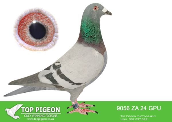 .LOT 9 DANIE SCHOLTZ / JACO FAUL -9056 ZA 24 GPU -SIRE:3465 ZA 22 GPU.Alias “WHITAKER” Strain: Danie Scholtz Color: Blue Bar ZA GPU 3465 ’22 “WHITAKER” full brother to DREAM, who bred ZA BPF/D 0694 ’18 LINDIE equal final winner Sonskyn OLR 2019, 663km vel. 1186, 50th Ace Bird. DREAM bred ZA HPT 3523 ’19 CARLADA equal winner hotspot 3, Victoria Falls World Challenge Pigeon Race 2020, winning $4000. DREAM bred ZA NKHP 5655 ’20 VICTORIA winner of Ninth Race Penultimate at Diaz One Loft 2021, 197km, vel. 1455 m/min. DREAM is grandmother to ZA BPF 934 ’21 MISS NAVIGATOR, Bakkie Winner.————DAM:4154 ZA 17 GPU.Alias “BEST BIRD BOKSBURG” Strain: Jaco Faul Color: Blue Bar ZA 4154 ’14 BEST BIRD BOKSBURG Club winner, Hanover Derby winner 2018. Sire is ZA GPU 13771 ’15 DOUBLE CARELLY, Jaco Faul nr 1 CARELLY cock. Half-sister to the sire of TATJANA, ZA CYRIL 1448 ’22 BEST OF CARELLY, super racer for Die Painters in 2024.SEE PEDIGREE!!!