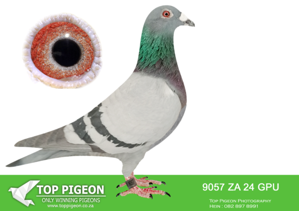 .LOT 9 DANIE SCHOLTZ/JACO FAUL – ZA 24 GPU 9057 -SIRE:3465 ZA 22 GPU.Alias “WHITAKER” Strain: Danie Scholtz Color: Blue Bar ZA GPU 3465 ’22 “WHITAKER” full brother to DREAM, who bred ZA BPF/D 0694 ’18 LINDIE equal final winner Sonskyn OLR 2019, 663km vel. 1186, 50th Ace Bird. DREAM bred ZA HPT 3523 ’19 CARLADA equal winner hotspot 3, Victoria Falls World Challenge Pigeon Race 2020, winning $4000. DREAM bred ZA NKHP 5655 ’20 VICTORIA winner of Ninth Race Penultimate at Diaz One Loft 2021, 197km, vel. 1455 m/min. DREAM is grandmother to ZA BPF 934 ’21 MISS NAVIGATOR, Bakkie Winner.————DAM:4154 ZA 17 GPU.Alias “BEST BIRD BOKSBURG” Strain: Jaco Faul Color: Blue Bar ZA 4154 ’14 BEST BIRD BOKSBURG Club winner, Hanover Derby winner 2018. Sire is ZA GPU 13771 ’15 DOUBLE CARELLY, Jaco Faul nr 1 CARELLY cock. Half-sister to the sire of TATJANA, ZA CYRIL 1448 ’22 BEST OF CARELLY, super racer for Die Painters in 2024.SEE PEDIGREE!!!