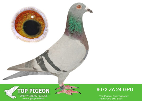 LOT 12 DANIE SCHOLTZ / JACO FAUL – ZA 24 GPU 9072 -Bred from the sire of ZA GPU 1496 ’21, FOLLOW ME, winner by 21 minutes OLR Final National Loft Eastern Cape 2022, 600km, 937.28 m/min, only 3 birds through on the day—————SIRE:138 ZA 17 OOA.Alias “GREEN EYE” Strain: 810 SABLON COLLECTION Color: Blue Bar *Balanced* Muscled* Louvred wing* Silky soft feathering* HIGHLY RECOMMENDED* Full brother to many superbreeders and ONE LOFT RACE WINNERS & top performers. Father to ZA GPU 1443 ’21, super racer for Jaco Faul in a strong GPU. Currently 10th best young bird, GPU, 2022 season. Full brother to: JBM’s GIRL, HETTIES’GOLD, JIMMY’S BOY, LUCKY BLUE, CHEEKY, etc. CHEEKY Sire to: * ZA GPU 12653/12 – Winner of Final Race.————DAM:9793 ZA 22 VPU .Alias “SIS SUPERBREEDERS” Strain: Jaco Faul Color: Blue Bar.SEE PEDIGREE!!!