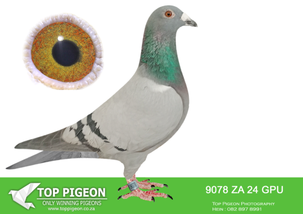 LOT 19 DANIE SCHOLTZ / JACO FAUL -9078 ZA 24 GPU -SIRE:7932 ZA 22 HPT .Alias “MANNY PACQIAO” Strain: Danie Scholtz Color: Blue Bar ZA HPT 7932 ’22 “MANNY PACQIAO” direct son to BOYTJIE x JBM’s GIRL. Full brother to ROCKY who bred ZA BPF/D 6986 ’19 “PILOT EYE” 4th ACE bird OLR Dinokeng 2020 and 8th Barzalona race, Gariep Dam, 624km, 985 m/min. ROCKY is grandfather to ZA BPF 934 ’21 MISS NAVIGATOR, Bakkie Winner at OLR Dinokeng 2021, Barzalona race, Hanover, 1052 m/min. ROCKY is grandfather to ZA BPF 992 STORM CHASER, Dinokeng OLR Final—————DAM: 6190 ZA 21 NKHPT.Alias “MR WORLD X SUPER R80 000” Strain: J Faul & DJ Scholtz Color: Blue Check Bred for stock from our best Tom Lock’s.SEE PEDIGREE!!!