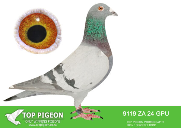 LOT 16 DANIE SCHOLTZ / JACO FAUL -9119 ZA 24 GPU -SIRE:7916 ZA 22 HPT .Alias “MIKE TYSON” Strain: 810 SABLON COLLECTION Color: Blue Bar ZA HPT 7916 “MIKE TYSON” full brother to ROCKY who is father to ZA BPF/D 6986 ’19 PILOT EYE 4th ACE bird OLR Dinokeng 2020 and 8th Barzalona race, Gariep Dam, 624km, 985 m/min. ROCKY is grandfather to ZA BPF 934 ’21 MISS NAVIGATOR, Bakkie Winner at OLR Dinokeng 2021, Barzalona race, Hanover, 1052 m/min. Bred 1st season at stud equal winner Hotspot 1 CPL one day loft 2017. Bred ZA BPF/D 6951 ’19 – 7th final Winners .———–DAM: 4764 ZA 21 CYRLS .Alias “SISTER 956” Strain: Jaco Faul Full Brother x Sister mating. Sire, ZA GPU 1858 ’13, GREATNESS. Dam, ZA GPU 14004 ’17, GOLDEN LOCK.SEE PEDIGREE!!!