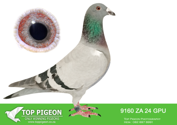 .LOT 4 DANIE SCHOLTZ / JACO FAUL -9160 ZA 24 GPU -SIRE:1984 ZA 20 CYRL.Alias “SUPER PEARL” Strain: Jaco Faul Color: Blue Bar Breeder of winners for J Faul – DJ Scholtz. Bred back 5 x to GOLDEN CARELLY. Sire is ZA GPU 13771 ’15 DOUBLE CARELLY, Jaco Faul nr 1 CARELLY cock. Half-brother to the sire of TATJANA, ZA CYRIL 1448 ’22 BEST OF CARELLY, super racer for Die Painters in 2024.———-DAM:6906 ZA 18 GPU.Alias “BEST YB BCRPC 2019” BEST YB MIDDLE DISTANCE GPU UNION 2019. BEST OVERALL LONG DISTANCE GPU UNION 2019. DOUBLE WINNER. BRED MORE WINNERS. CHILDREN OFZA GPU 6906 ’18 ALSO BREEDS WINNERS.SEE PEDIGREE!!!