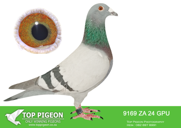 LOT 11 DANIE SCHOLTZ / JACO FAUL -9169 ZA 24 GPU -SIRE:2443 ZA 19 ZULU.Alias “SON SUPER 652” Strain: Tom Lock Color: Blue Check Super pigeon. The last son out of this pair. Super cock bred for stock.————DAM:6145 ZA 21 NKHPT Alias “ROCKY X HETTIES GOLD” Strain: Danie Scholtz Color: Blue Bar ZA NKHPT ’21 ROCKY X HETTIES GOLD bred for stock. Sire, ZA SVPV 1110 ’16 ROCKY bred OLR winner. His full brothers and sisters bred union, federation and OLR winners! Mother, ZA CYRIL’s 4863 ’14 HETTIES GOLD bred double equal OLR winner, her full brothers and sisters bred union, federation SEE PEDIGREE!!!.