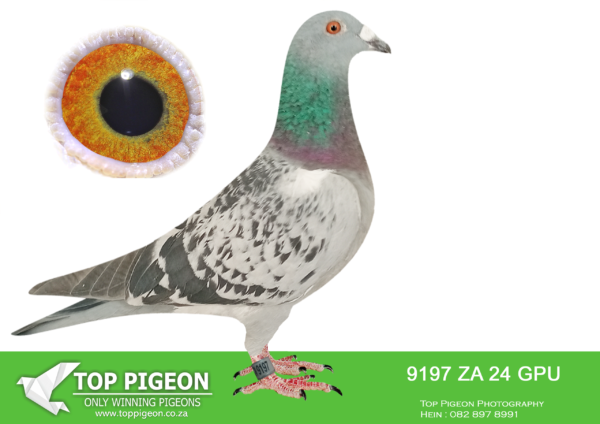 .LOT 6 DANIE SCHOLTZ / JACO FAUL -9197 ZA 24 GPU -SIRE: 9510 ZA 23 GPU .Strain: J Faul & DJ Scholtz Color: Blue Bar Pied KITTEL’s are making a HUGE impact in our lofts since 2024!!! Sire, TEXAS, bred from the best of DIRK Van Den Bulck, back to PADELI, son to BROTHER GOEDE RODE and GOLDEN LEO 999. SUPER Genetics!!! Dam, BEST YB BCRPC, best YB middle distance GPU 2019, best overall long distance GPU 2019.————–DAM: 3409 ZA 22 GPU .Alias “MAK HEN / NEVER DIE” Strain: J Faul & DJ Scholtz Color: Blue Check Bred from our best Sablon x Twilight / Tom Lock blood available. ZA GPU 3409 ’22 MAK HEN / NEVER 2nd Best Pigeon Overall GPU 2024, Best Long Distance Pigeon GPU 2024. Sire, ZA SVPV 1110 ’16 ROCKY, superbreeder for Danie Scholtz. Dam, ZA 06121 ’15 SUPER TT, most beautiful handling hen bred out of GOLDEN TT. Also a superbreeder for Danie Scholtz. Dam to ZA NK 5900 ’18 in her first breeding.SEE PEDIGREE!!!