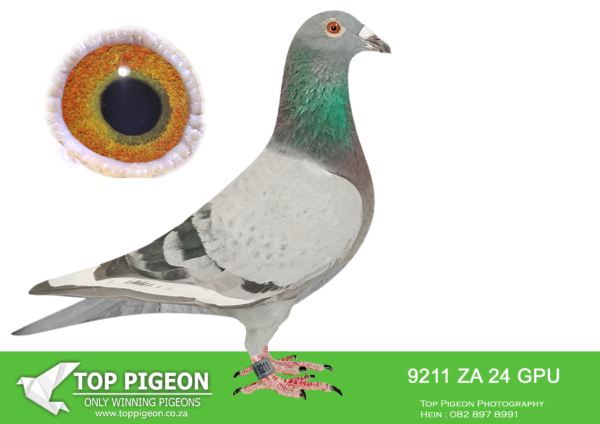 LOT 23 DANIE SCHOLTZ / JACO FAUL -9211 ZA 24 GPU -SIRE: 260 ZA 18 CYRIL.Alias “PENCIL” Strain: Jaco Faul Color: Pencil BRED 2 X WINNERS WITH DIFFERENT HENS ZA GPU 11944 ’20 RACED: 1ST CLUB BCRPC, 2ND UNION VICTORIA WES; 7TH UNION; 15, 25, 29, 68, 75, 99TH UNION PLACES.————-DAM: 7944 ZA 22 HPT .Alias “JBM’s WHITE FLIGHT” Strain: Danie Scholtz Color: Blue Bar White Flt ZA HPT 7944 ’22 JBM’s WHITE FLIGHT full Sister to ROCKY who is father to ZA BPF/D 6986 ’19 PILOT EYE 4th ACE bird OLR Dinokeng 2020 and 8th Barzalona race, Gariep Dam, 624km, 985 m/min. ROCKY is grandfather to ZA BPF 934 ’21 MISS NAVIGATOR, Bakkie Winner at OLR Dinokeng 2021, Barzalona race, Hanover, 1052 m/min. Bred 1st season at stud equal winner Hotspot 1 CPL one day loft 2017. Bred ZA BPF/D 6951 ’19 – 7th final Winners.SEE PEDIGREE!!!