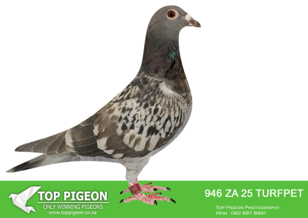 .LOT 4 PIGEON PALACE – ZA 25 TURFPET 946 -Top bloodline from two top breeders. Halfsister SANPO Gold medal 2019 against 2000+ birds. Best Kittel super genetics.————-SIRE:NL-23-9421889 C ‘Doldersum Best Kit’. TEAM GPS. THIS IS A DIRECT GRANDSON TO BEST KITTEL. DAM IS ALSO A GRANDCHILD TO BEST KITTEL.———-DAM: ZA 15 3281 . ZA-15-3281 H ‘Dam SANPO GOLD. Twilight Smokey BB. Best racer over 3 years for us. 6th Ace short distance union etc. Dam to 27557/17 SANPO gold medal allround 2019 also National ace short distance 2000. + pigeons. Breeder of Gauteng combine winner also g/dam 6th Blue Jacket Afrika Pro & 9th final. Her children and g/children are phenomenal racers.SEE PEDIGREE!!!