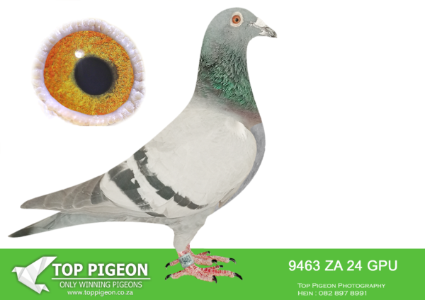 LOT 18 DANIE SCHOLTZ / JACO FAUL -9463 ZA 24 GPU -SIRE: ZA 19 GPU 13079 -SUPER BREEDER FOR J FAUL – DJ SCHOLTZ. 1 ST YEAR IN STOCK LOFT BRED WINNER AND ANOTHER SUPER RACER FLYING 2,2,12,12,23 IN BCRPC.————–DAM:2526 ZA 18 WRPD.Alias “BEST BIRD WRPD” Strain: Jaco Faul Best Bird WRPD. Very good breeder for J Faul & DJ Scholtz!SEE PEDIGREE!!!!