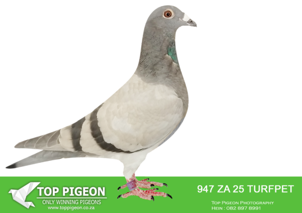 LOT 15 PIGEON PALACE – ZA 25 TURFPET 947 -SIRE:JWDK-24-4100 C. PIGEON PALACE.Bred from the best. Kittel pair in South Africa Full brother to 63384/18 & 63390/18 Alwyn Bester. ‘63384’ g/f to Turbo Kittel SANPO Gold medal & 3rd world allround. best bird. G/f to 9060/20 2nd Ace middle distance union. Sire 604/22 1st Gauteng Combine Noupoort ’23 & double PTA union winner also ace pigeon overall. ‘63390’ sire to ‘Dynasty’ grand averages winner Dinokeng OLR ’22 also 343/21 union winner Verkeerdevlei & 344/21 R100 000 B/s winner Crusaders.———DAM:ZA-17-34801 H Golden Thread Mirage Pigeon Palace. Super breeder form great families. Dam to ‘Mienke arguably the best racer at Dinokeng lofts after ‘Blue Moon’. Positions at Dinokeng races : 14,50,28,9,214,2,1 4 x in first pack! ‘BIG MONEY’ race final winner ’21 ! 2nd ACE bird, 2nd – bakkie race. 2nd Barzalona final overnight hard race. Bred from a super pair of pigeons. Her sister 2638/20 is PTA union winner and top racer.SEE PEDIGREE!!!