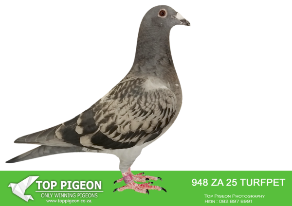 LOT 13 PIGEON PALACE – ZA 25 TURFPET 948 -SIRE:JWDK-24-4100 C. PIGEON PALACE.Bred from the best. Kittel pair in South Africa Full brother to 63384/18 & 63390/18 Alwyn Bester. ‘63384’ g/f to Turbo Kittel SANPO Gold medal & 3rd world allround. best bird. G/f to 9060/20 2nd Ace middle distance union. Sire 604/22 1st Gauteng Combine Noupoort ’23 & double PTA union winner also ace pigeon overall. ‘63390’ sire to ‘Dynasty’ grand averages winner Dinokeng OLR ’22 also 343/21 union winner Verkeerdevlei & 344/21 R100 000 B/s winner Crusaders.———DAM:ZA-17-34801 H Golden Thread Mirage Pigeon Palace. Super breeder form great families. Dam to ‘Mienke arguably the best racer at Dinokeng lofts after ‘Blue Moon’. Positions at Dinokeng races : 14,50,28,9,214,2,1 4 x in first pack! ‘BIG MONEY’ race final winner ’21 ! 2nd ACE bird, 2nd – bakkie race. 2nd Barzalona final overnight hard race. Bred from a super pair of pigeons. Her sister 2638/20 is PTA union winner and top racer.SEE PEDIGREE!!!