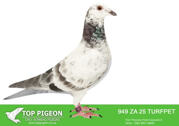 LOT 17 PIGEON PALACE – ZA 25 TURFPET 949 –Inbred Goed Grijs. Currently the most. sought after bloodline in the World————SIRE:BELG-23-6159300 C ‘Goed Grijs PIPA’ Vermeerbergen-Wilms.Grandson Grizzle. Mama exceptionel breeding hen. Dam to Grizzle Best Kittel winner of 17 x best 1% over 20 races. 2nd Nat Ace & 5 x 1st prize!———–DAM:NL-23-9559269 H ‘Gucci Goed Grijs’ Henk Douna.Bred from a click pair & sister to excellent racers. ‘Gucci Grizzle’ bred from direct Gebr. Leideman ‘Viton x daughter Goed Grijs’ is full sister to ‘Speedy Grizzle’ 1st. Nat. Asduif Natour WHZB 19 Eijerkamp Lofts. ‘Dgt. Gucci Grizzle’ won 1 Prov Asduif snelheid ’21.SEE PEDIGREE!!!!