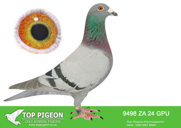 LOT 24 DANIE SCHOLTZ / JACO FAUL -9498 ZA 24 GPU -SIRE: 3021 ZA 23 GPU .Alias “10150 X 1474 APPLESTAR” Strain: J Faul & DJ Scholtz Color: Blue Bar Bred for stock from our best Tom Lock’s! ZA 10150 ’16 father to HOPE, 18th place, Hotspot 2, Central Provincial Lofts 2020, 320km, vel. 1330 m/min. ZA 10150 ’16 father to VICTORIA Winner of Nineth Race Penultimate at Diaz One Loft 2021, 197km, vel. 1455 m/min. ZA 10150 ’16 father to STORMKIND mother to ZA SANPO 13142 ’22 JEANNIE final equal winner Dinokeng One Loft Race 2023. APPLESTAR direct daughter of MR WORLD x OOGAPPEL.————DAM: 7965 ZA 22 HPT .Alias “SISTER CATCH-22” Strain: Danie Scholtz Color: Blue Bar ZA HPT 7965 ’22, SISTER CATCH-22. Sire is ROCKY, bred from BOYTJIE X JBM’s GIRL. Dam is DREAM, bred from JIMMY’s BOY x HETTIE’s GOLD. All my best Sablon Genetics, captured in one single mating.SEE PEDIGREE!!!