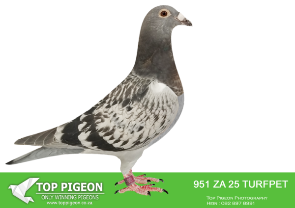 LOT 19 PIGEON PALACE – ZA 25 TURFPET 951 -Sire out of the best Kittel pair in South Africa! The dam is an inbred ‘Golden TT’ super hen. Bred along the same lines. as Turbo Kittel’. Related to Gauteng combine best bird ’24 also Afrika Pro final race winner ’22.——————SIRE:JWDK-24-4044 C.Bred from the best Kittel pair in South Africa Full brother to 63384/18 & 63390/18 Alwyn Bester. ‘63384 g/f to Turbo Kittel SANPO Gold medal & 3rd world allround best bird. G/f to 9060/20 2nd Ace middle distance union. Sire to 604/22 1st Gauteng Combine Noupoort ’23 & double PTA union winner also ace pigeon overall. ‘63390’ sire to ‘Dynasty’ grand averages winner Dinokeng OLR ’22 also 343/21 union winner Verkeerdevlei & 344/21 R100 000 B/s winner Crusaders.—————–DAM:SRSPV-16-0707 H ‘Inbred Golden TT’ Twilight-Turbo Tom.Top Twilight hen. Halfsister ‘Golden TT’. Bred from foundation Twilight cock ‘Moneymaker’ mated to ‘Turbo magic’ his full brother’s daughter. Dam to 7776/20 top racer and breeder. Her siblings bred 5 x SANPO medal winners in recent years.SEE PEDIGREE!!!