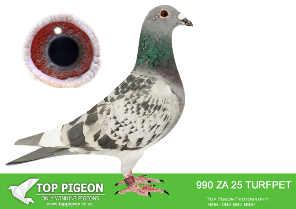 .LOT 1 PIGEON PALACE – ZA 25 TURFPET 990 -Bred along the same lines as 1st National Ace pigeon. ‘Turbo Kittel’.————–SIRE:JWDK-24-4044 C. PIGEON PALACE.Bred from the best. Kittel pair in South Africa Full brother to 63384/18 & 63390/18 Alwyn Bester. ‘63384 g/f to Turbo Kittel SANPO Gold medal 3rd world allround best bird. G/f to 9060/20 2nd Ace middle distance union. Sire to 604/22 1st Gauteng Combine Noupoort ’23 & double PTA union winner also ace pigeon overall. ‘63390’ sire to ‘Dynasty’ grand averages winner Dinokeng OLR ’22 also 343/21 union winner Verkeerdevlei & 344/21 R100 000 B/s winner Crusaders.————DAM:ZACRU-21-1880 H ‘1880 nr 1’ Pigeon Palace.Top racer @ Vic Falls OLR. Bought back for stock. Top breeding stock hen. Daughter foundation cock ‘Number One’.SEE PEDIGREE!!!