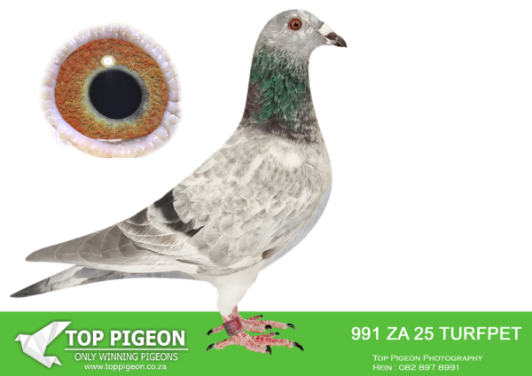 .LOT 3 PIGEON PALACE – ZA 25 TURFPET 991 –Inbred Goed Grijs. Currently the most. sought after bloodline in the World————SIRE:BELG-23-6159300 C ‘Goed Grijs PIPA’ Vermeerbergen-Wilms.Grandson Grizzle. Mama exceptionel breeding hen. Dam to Grizzle Best Kittel winner of 17 x best 1% over 20 races. 2nd Nat Ace & 5 x 1st prize!———–DAM:NL-23-9559269 H ‘Gucci Goed Grijs’ Henk Douna.Bred from a click pair & sister to excellent racers. ‘Gucci Grizzle’ bred from direct Gebr. Leideman ‘Viton x daughter Goed Grijs’ is full sister to ‘Speedy Grizzle’ 1st. Nat. Asduif Natour WHZB 19 Eijerkamp Lofts. ‘Dgt. Gucci Grizzle’ won 1 Prov Asduif snelheid ’21.SEE PEDIGREE!!!!