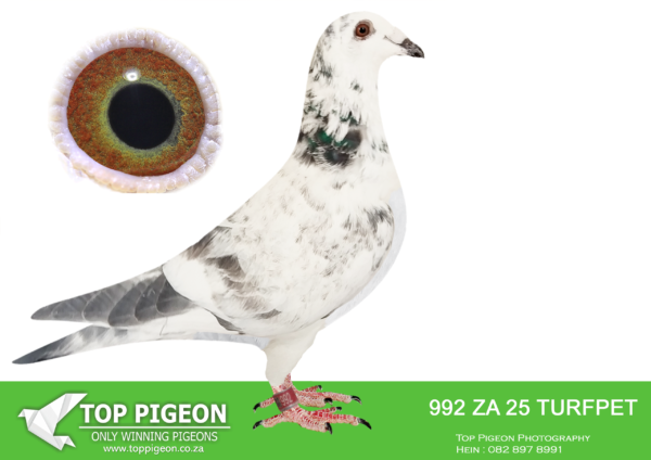 .LOT 7 PIGEON PALACE – ZA 25 TURFPET 992 -Inbred Goed Grijs. Currently the most. sought after bloodline in the World————SIRE:BELG-23-6159300 C ‘Goed Grijs PIPA’ Vermeerbergen-Wilms.Grandson Grizzle. Mama exceptionel breeding hen. Dam to Grizzle Best Kittel winner of 17 x best 1% over 20 races. 2nd Nat Ace & 5 x 1st prize!———–DAM:NL-23-9559269 H ‘Gucci Goed Grijs’ Henk Douna.Bred from a click pair & sister to excellent racers. ‘Gucci Grizzle’ bred from direct Gebr. Leideman ‘Viton x daughter Goed Grijs’ is full sister to ‘Speedy Grizzle’ 1st. Nat. Asduif Natour WHZB 19 Eijerkamp Lofts. ‘Dgt. Gucci Grizzle’ won 1 Prov Asduif snelheid ’21.SEE PEDIGREE!!!!