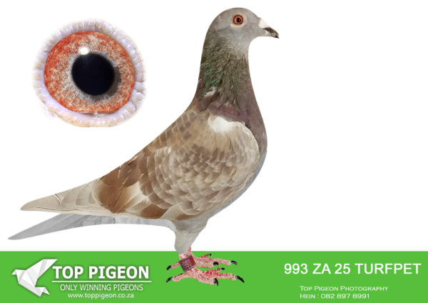 .LOT 8 PIGEON PALACE – ZA 25 TURFPET 993 -Super hen from Kittel bloodline ! Halfsister on dam side to first SA bird Pattaya final ’24. ‘Olympic Kittel’ line x ‘Gold Dust’ the best sister ‘Kittel’ in the world. Bred by Pigeon Palace winners Afrika Pro final 22 also 6th Black Jacket, 3rd & 8th Black Jacket ’23, 6th & 16th Black Jacket ’24 leaders in races. 1,2,3,5,6,7 8,9 a record.————–SIRE:DV 01777 22 724. ROMARIO KITTEL. HIS SIRE IS A SON OF OLYMPIC KITTEL X BRAVEHEART 819.————DAM:NLD-21-1676258 H Kitty Gold Dust 258 Van den Bulc x Sange Red Daughter ‘Kitty’ 1. Isnes 1984 b Double g/daughter of famous ‘Gold Dust’. Best breeding sister ‘Kittel’in the world. 3. gen offspring won 1. prov.ace +19000 b. 1. Nat.Valentia 2200 1. Nat. Zone/3.Nat. Viv onne 3379 2.Best Dutch YB PIPA ranking 6 pr’18 2. acebird Ningxia Senxiang China OLR 1.IF Cuevas C1.OLR 1.prov.Niergn. 16973 1.NPO PS Maxen. 12240 1.TXT Chalons 5940 1.NPO Fontenay 5577 1. Soissons 4090 1.Niergies 3393 1.Nanteuil 3086 4.prov .SEE PEDIGREE!!!