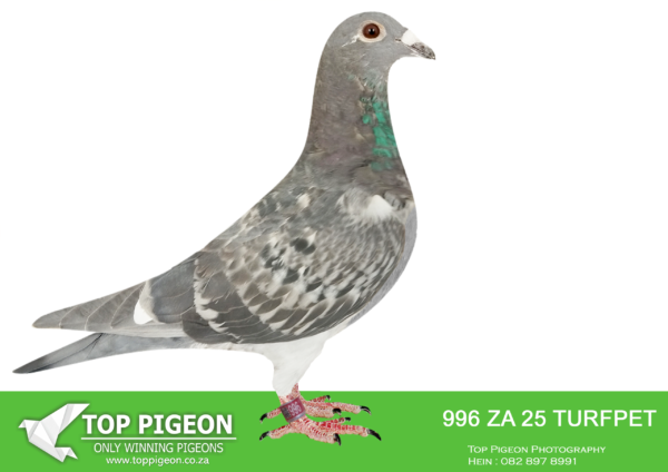 LOT 22 PIGEON PALACE – ZA 25 TURFPET 996  -Grandchild to super Kittel pair ‘Special Kittel’ x 95 hen’ and ‘Mirage’ super racer & breeder. Related to best bird Gauteng combine ’24. The sire bred excellent birds —————SIRE:BELG-14-6264044 C ’44 Roodhooft’ Andre Roodhooft.Top stock cock in Belgium. Bought for 10000 euros! Sire to a 3x GPU winner for Kevin Kitchenbrand.————–DAM:JWDK-24-4099 H ’95 Beauty’ Pigeon Palace Red Pied.Super special hen bred from the best Kittel pair in SA ! Full sister to 63384/18&63390/18 Alwyn Bester. ‘63384 g/f to Turbo Kittel SANPO Gold medal & 3rd world allround best bird. G/f to 9060/20 2nd Ace middle distance. union. Sire 604/22 1st Gauteng Combine Noupoort 23 & double PTA union winner also ace pigeon overall. ‘63390’ sire to ‘Dynasty’ grand averages winner Dinokeng OLR ’22 also 343/21 union winner Verkeerdevlei & 344/21 R100 000 B/s winner Crusaders.SEE PEDIGREE!!!