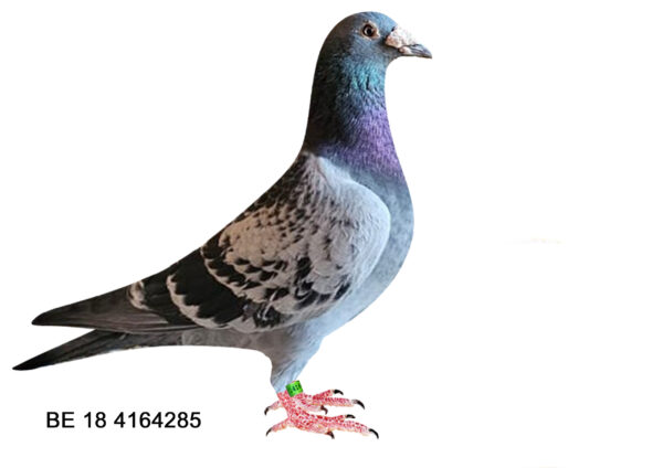 LOT 15 EARLY JULY – BE 18 4164285 –Half brother of “Rockefeller” 4094340/17 1’Nat Ace Bird KEDB All Round 2018 ii! -Half brether cf “Beautifull eagle eye 172” who won ac, Noyon 2/491 Bourgea club 3/345 natz 19/6869 nat 134/23155 Agen (819km) club 3/81.SEE PEDIGREE!!!