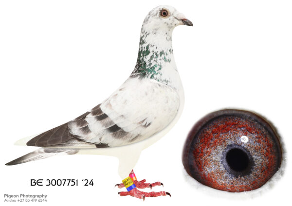 LOT 11 VELGHE PIGEONS – BE 24 3007751 GRIZZLE – INBRED BLIZZARD ——HALF SIBLING SOLD FOR R219 000.00 ON TOPPIGEON ——-SIRE:B 22-4207848 M. GRIZZLE BLIZZARD 848. Flanders Collection Grizzle. BLIZZARD won: 1.NAT ACE KBDB SD’21. 1.WORLD BP FCI YB’21. 1.PROV ACE KBDB 2021. 2.OLYMPIC ACE 2022. 3. NOYON 2.170 BIRDS. 3. NOYON 2.062 BIRDS. 4. NOYON 3.564 BIRDS. 4. NOYON 3.266 BIRDS. 5. NOYON 3.765 BIRDS.———–DAM:BE 22-6216151 V. BLIZZARD X SAGAN. Van den Bulck Dirk. G.DAUGHTER SAGAN: 1.NAT ACE SPRINT KBDB 2013.G.DAUGHTER BLIZZARD 1.NAT ACE KBDB SD’21, 1.WORLD BP FCI YB’21 ,1.PROV ACE KBDB 2021 ,2.OLYMPIC ACE 2022.SEE PEDIGREE!!!