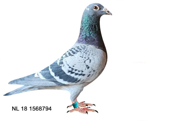 LOT 12 EARLY JULY –  NL 18 1568794 -SIRE:B 11-6219366 M LOUIS/SEPTEMBERMAN GEBR. JANSSEN LICHTGESCHELPT BRED BY JANSSEN Pedigree for Pigeon: NL 18-1568794 M BROTHERS ARENDONCK SUPERE SON OF SEPTEMBERMAN, THE SUPERSTAR OF THЕ LOFT WITH DAUGHTER PRINCESS, THE SUPERPAIR SOLD ON PIPA IN APRIL 2012 FOR 91.000 EURO..————-DAM:NL 08-2138386 V LOUISKE VECHTERKE GEBR. JANSSEN CHEQUER DAUGHTER LOUISKE AND WITPENNEKE VECHTER TOP JANSSEN PRODUCERS IN MY LOFT. FULL SISTER OF SUPERRACERS AND PRODUCERS! FOUNDATION HEN.SEE PEDIGREE!!!