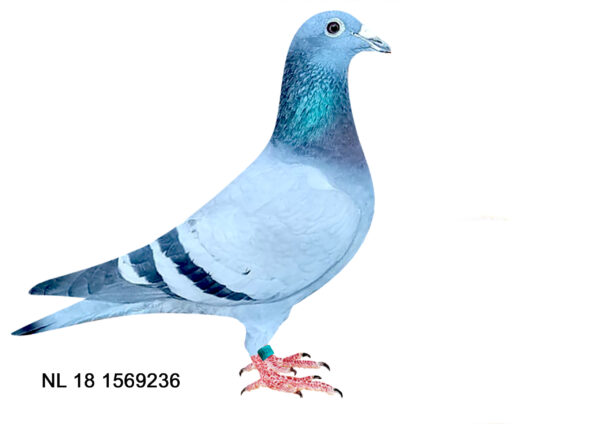 .LOT 8 EARLY JULY – NL 18 1569236 -SIRE:B 11-6219322 M . DRIEKSKE BLUE PRINCE GEBR. JANSSEN BLUE BRED BY JANSSEN BROTHERS FROM SON PRINCESS AND GRD SCHALIEBLAUWEN OF GOEDE KAPOTBORSTBEEN BEST EVER TO COME FROM JANSSEN BROTHERS. SIRE OF WINNERS AND CHAMPION PRODUCERS ALL OVER————-DAM:NL 13-1785053 V 3e ASDUIF VNCC 2013 GEBR. JANSSEN CHEQUER 3e ACEPIGEON VNCC 2014, DAUGHTER CHARLES AND SUPERSISTER BEYONCE. FUTURE FOUNDATION HEN OF OUR WINNING JANSSENS!SEE PEDIGREE!!!