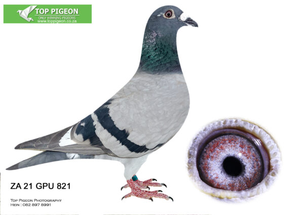 .LOT 1 EARLY JULY – ZA 21 GPU 821 -THE O3 MORTIMER LINES NEEDS NO INTRODUCTION VIETNAM RELATED. MANYTRPF FED WINNERS THIS HEN IS ONE OF THE BEST AS SHE PROVED IN A COUPLE OF RACES ON HER FIRST YEAR PERFECT————-SIRE: 9241 GPU 19. BIRDY X KONSTANTIN XVIETNAM. ALL THE BEST PROVEN GENETICS WORTH A POT OF GOLD. GRANDSIRE – SON VIETNAM WITH GLENDA. GRANDAM – CARL LEWIS X SCHALKE 04 X KONSTANTIN BIRDY. DAM: 9245 GPU 19. MIX X CLICK PAIR OUPA AT. ALL THE BEST PROVEN GENETICS. GRANDSIRE – MIX X O3 MORTIMER , FULL BROTHER TO MIX 2018 SAMDPR WINNER BY 18MIN. GRANDAM – 03 MORTIMER X AT STANDER. SEE PEDIGREE!!!!!!!!