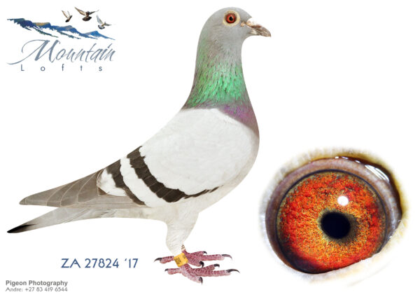 .LOT 8 FERDIE LUBBE – ZA 17 27824 -AIR WARRIOR” ZA17 27824 (4 X WINNER) BRED 5 `WINNERS SISTER TO 17 INDIVIDUAL WINNERS————-SIRE: ZA 13 03402. Alias “MASTER PIECE” Strain: FERDIE & PIETER LUBBE Color: BLUE CHECK ”MASTER PIECE” ZA13 03402 SIRE OF 15 WINNERS JOINTLY WINNING 20 RACES GRANDSIRE ZA17 24542 GAUTENG COMBINE WINNER FROM JAMESTOWM 621KM 5000+ PIGEONS ( 4 X WINNER). GRANDSIRE ZA18 MOUN 806 GAUTENG COMBINE WINNER FROM TROMPSBURG 543KM 4500+ PIGEONS 3RD ACE NATIONAL SANPO BRONZE.———-DAM: ZA 13 PWF 5209. Alias “ENDLESS POWER” Strain: FERDIE LUBBE- DRAPA Color: BLUE BAR “ENDLESS POWER” ZA13 PWF 5209 OUR NO 1 BREEDING HEN DAM OF 15 WINNERS WINNING 20 RACES GRANDDAM TO 4 X WINNER AND 14 INDIVIDUAL WINNERS 1ST ACE PIGEON PTA-UNION ALL DISTANCES 2015 1ST ACE PIGEON PTA- UNION 2 YEAROLD SERIES 2015 1ST ACE PIGEON PTA-UNION 3 BIRD.SEE PEDIGREE!!!