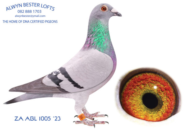 .LOT 5 ALWYN BESTER – ZA 23 ABL 1005 -SIRE: 515 ZA 21 ABL .Strain: Alwyn Bester Color: Blue Bar W/F Last son from “Golden Jewel”. This cock will become a super breeder, straight to the stockloft. This is a super mating.———–DAM:1254171 NLD 20.Alias “GITTA” Strain: Dirk Van Den Bulck Color: Blue Chequer Pied HYPER EXCLUSIVE!!!! “KITTEL” x his own mother “OLYMPIC ROSITA” KITTEL 1st Nat. Ace KBDB 2013 1st Quievrain 2089 pigeons 1st Quievrain 1792 pigeons 2nd Quievrain 2023 pigeons.SEE PEDIGREE!!!