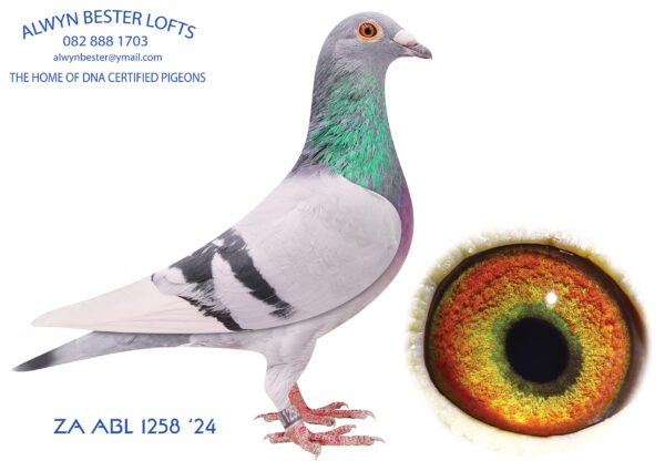 .LOT 1 ALWYN BESTER – ZA 24 ABL 1258 -Full brother to FIVE STAR  (GREEN JACKET WINNER 2023 WINNING $50 000.00) and many more winners.————–SIRE: 63390 GB 18 V. Alias “KITTEL BOLT”. Strain: Dirk Van Den Bulck. Color: Red Pied. Full brother to 63384, superbreeder for me. He is a very nice Kittel bred cock with a great future in the stockloft…….. DAM: 82930 ZA 18. One of my favourite hens in the breeding loft. Bred from R80 000 son to direct daughter of “810”Sablon cock.. DIRECT DAUGHTER OF FAMOUS “JBM’S GIRL”. SEE PEDIGREE!!!!!!!