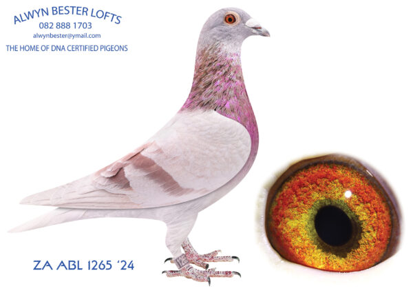 .LOT 8 ALWYN BESTER – ZA 24 ABL 1265 -SIRE:9106160 NLD 23.Alias “THUNDER” Strain: Bulck/DehonDemonseau Color: Red Check Pied DOUBLE Grandchild ANGELINA x BEST KITTEL II Very nice handling cock. This cock is going to become a super breeder.———-DAM: 0243 ZA 15 CYRIL.Strain: TurboTom Color: Blue-chequer Turbo Tom inbred hen. Bred some super racers.SEE PEDIGREE!!!