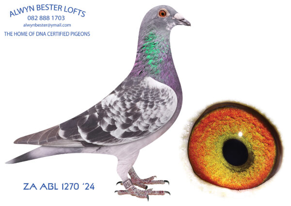 LOT 14 ALWYN BESTER – ZA 24 ABL 1270 -SIRE: 515 ZA 21 ABL .Strain: Alwyn Bester Color: Blue Bar W/F Last son from “Golden Jewel”. This cock will become a super breeder, straight to the stockloft. This is a super mating.———–DAM:8692457 NLD 22 .Alias “THE 457” Strain: Bulck/DehonDemonseau Color: Blue Chequer Bred from a son of BEST KITTEL mated to his own daughter which was bred from BEST KITTEL mated to his own mother. On the dam side bred from BEST KITTEL mated to GOLD DUST. Super co-breeding from Marcel Sangers and PIPA.SEE PEDIGREE!!!