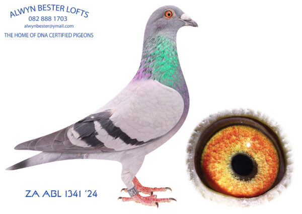 LOT 13 ALWYN BESTER – ZA 24 ABL 1341 -SIRE:1189 ZA 23 ABL .Strain: Alwyn Bester Color: Blue Chequer Bred from the sire to “TURBO KITTEL”, when mated to his own dam.————DAM:1675036 NLD 21 .Alias “BRATT X KITTY 036” Strain: D Vd Bulck X Sangers Color: Mealy Father is Bratt Top brother KITTEL 1. Nat. Ace KBDB 2013 BRATT is (g.) father 1. Young acebird 2021 1. Roosendaal 4733 1. Prov Nisa 4045 1. Prov. Nisa 3081 4. NPO PontStMax 6733.SEE PEDIGREE!!!
