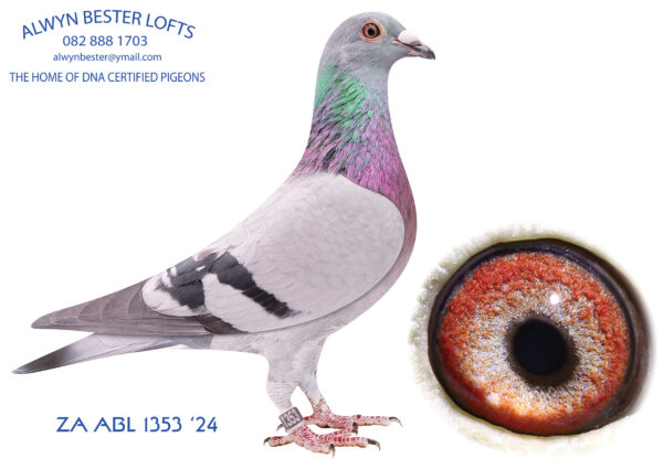 .LOT 9 ALWYN BESTER – ZA 24 ABL 1353 -SIRE:73 ZA 20 ABL.Strain: 810 SABLON COLLECTION Color: Blue Bar Inbred 810 half brother to sister back to “JBM”s girl, 4864.————DAM:1406 ZA 24 ABL.Strain: De Rauw Sablon 810 Line Color: Blue Bar Half sibling to: ZA 21 Kur 2737- 2nd FINAL race Central provincial lofts 2022, Winning R60 000 prize money. ZA 21 Kur 2736- 1st Ace long distance Fed for Hough Kotze. ZA 21 Kur/D 1215-3rd Ace long distance Fed for Hough Kotze ZA 2022 SANPO 38280 -28th Final Central provincial lofts 2023 &9th Yearling Ace pigeon.SEE PEDIGREE!!!