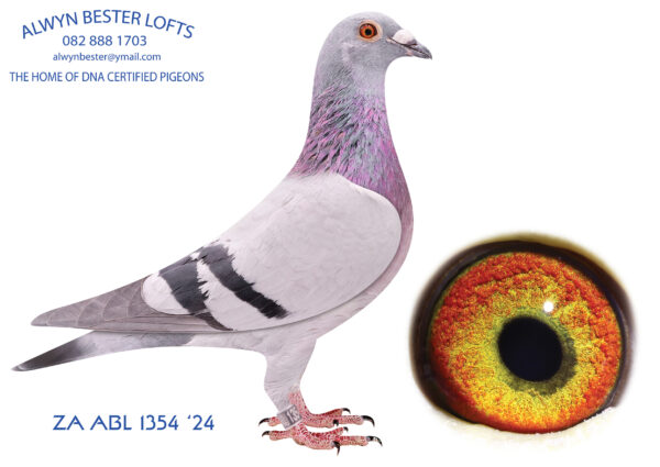 .LOT 4 ALWYN BESTER – ZA 24 ABL 1354 -SIRE:73 ZA 20 ABL.Strain: 810 SABLON COLLECTION Color: Blue Bar Inbred 810 half brother to sister back to “JBM”s girl, 4864.————DAM:1406 ZA 24 ABL.Strain: De Rauw Sablon 810 Line Color: Blue Bar Half sibling to: ZA 21 Kur 2737- 2nd FINAL race Central provincial lofts 2022, Winning R60 000 prize money. ZA 21 Kur 2736- 1st Ace long distance Fed for Hough Kotze. ZA 21 Kur/D 1215-3rd Ace long distance Fed for Hough Kotze ZA 2022 SANPO 38280 -28th Final Central provincial lofts 2023 &9th Yearling Ace pigeon.SEE PEDIGREE!!!